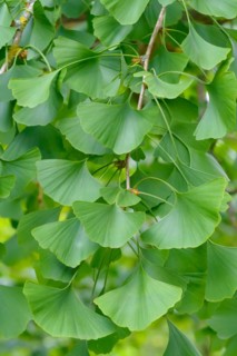 Maidenhair tree (Ginkgo biloba), Giessen Botanical Garden, Giessen, Hesse, Germany