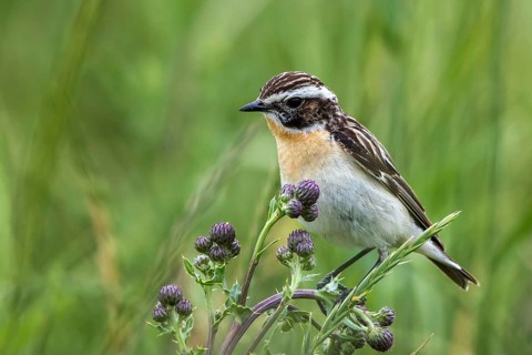Whinchat (Saxicola rubetra) male perched on a thistle, Mecklenburg-Western Pomerania, Germany