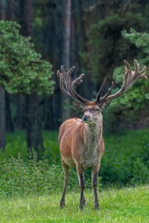 Red deer (Cervus elaphus) stag at forest edge with antlers covered in velvet in late spring