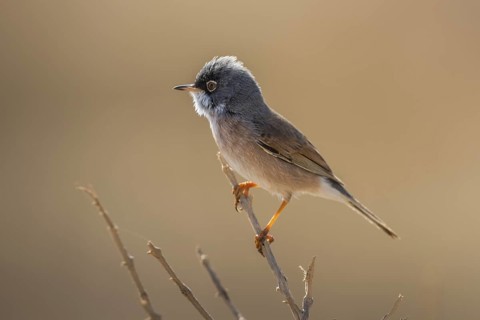 Spectacled Warbler (Sylvia conspicillata) male, Fuerteventura, Spain
