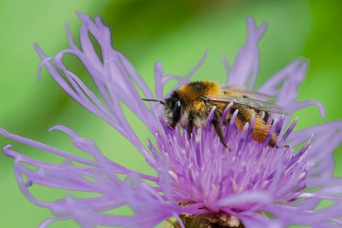 Brown-rumped trouser bee (Dasypoda hirtipes) on knapweed flower, Lower Saxony, Germany