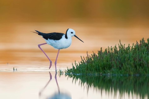 White-headed Stilt (Himantopus leucocephalus), Victoria, Australia
