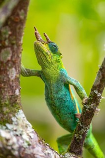 Three-horned chameleon (Trioceros jacksonii), male, on a branch, Bwindi Impenetrable Forest