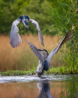 Black-crowned Night Heron (Nycticorax nycticorax) fighting, Kiskunsag National Park, Hungary
