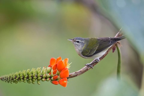 Tennessee Warbler (Leiothlypis peregrina) perched on a flowering branch, Santa Marta, Colombia