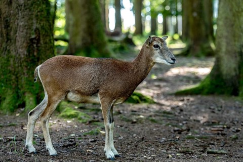 European mouflon (Ovis gmelini musimon), mouflon, female, standing in a sun-drenched forest,