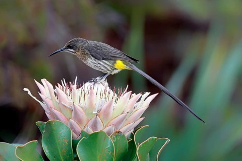 Cape Honeybird (Promerops cafer), adult, male, on flower, Protea, vigilant, Kirstenbosch Botanical