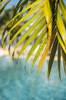 Close-up image of vibrant palm leaves with a serene blue pool backdrop, embodying a tropical