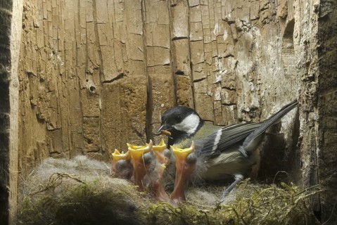 Great Tit (Parus major), Saxony, Germany