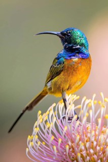 Orange-breasted sunbird (Anthobaphes violacea), Nectarinia violacea, Orange-breasted Sunbird,