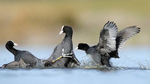 A dynamic scene of common coots fiercely competing in the serene waters of the BeleÃ±a lagoon,