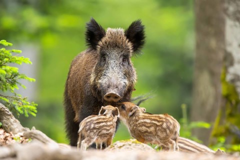 Wild boar (Sus scrofa) mother with her piglets (Squeaker) in a forest, Bavaria, Germany
