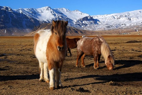 Iceland, Europe, Icelandic horses on Heimaway, volcanic island, (Equus ferus caballus), Heimaway