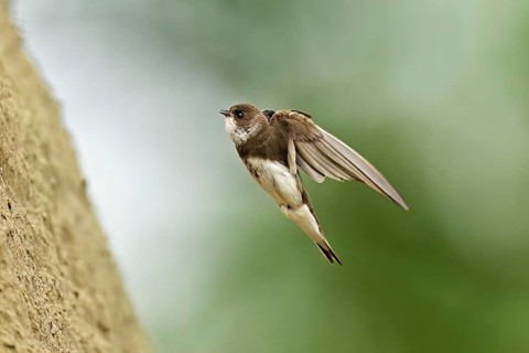 Sand martin (Riparia riparia), approaching the breeding tube, Reussegg nature reserve, Canton