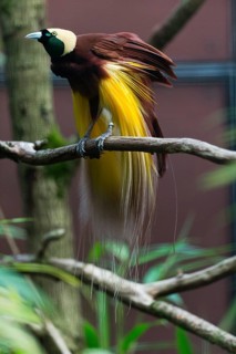 Raggiana Bird-of-paradise (Paradisaea raggiana), adult male bird perched on a branch, displaying,