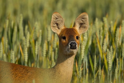 Chinese water deer (Hydropotes inermis) adult animal on farmland in summer, Norfolk, England,
