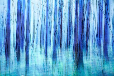 Atmospheric forest, abstract structures, wiping effect, bulb exposure