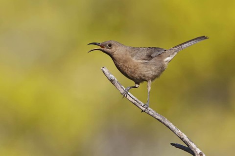Dusky Myzomela (Myzomela obscura) singing, Queensland, Australia