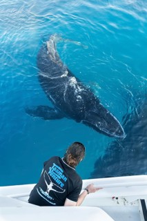 Whale watching, Hervey Bay, Queensland, Australia