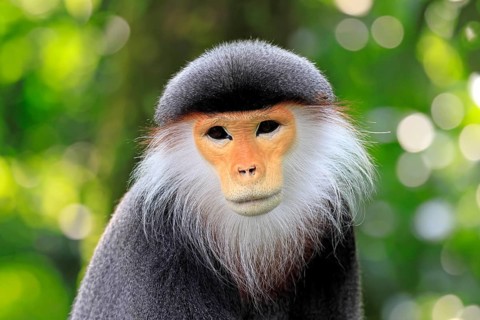 Red-shanked monkey (Pygathrix nemaeus), adult, portrait, relaxed, Southeast Asia