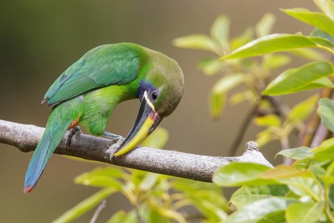 Emerald Toucanet (Aulacorhynchus prasinus) perched on a branch in Costa Rica