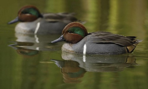 Green-winged Teal (Anas carolinensis) male, Arizona, USA