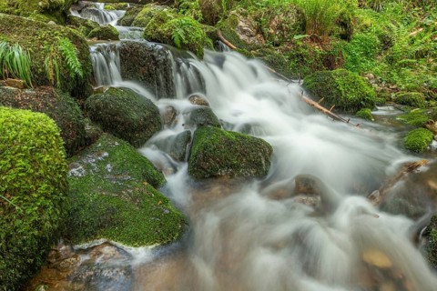 Water in a stream flows across moss-covered rocks. The scene is set in the forest in spring, with