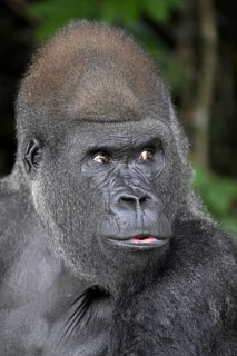 Western lowland gorilla (Gorilla gorilla gorilla), portrait, Réserve Lésio-Louna nature reserve,