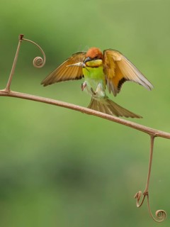 Chestnut-headed Bee-eater (Merops leschenaulti) landing with dragonfly in beak on a twig,
