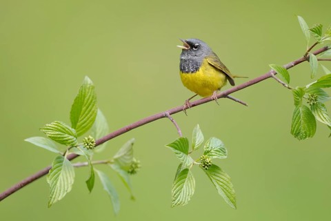 MacGillivray's Warbler (Geothlypis tolmiei) male singing, British Columbia, Canada