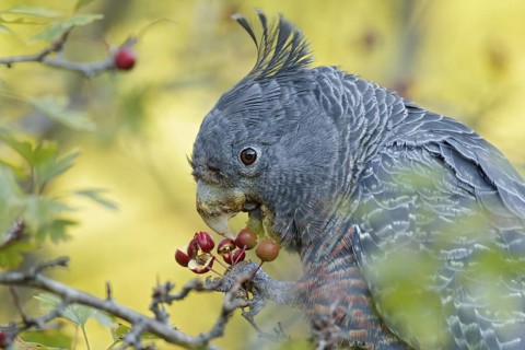 Gang-gang Cockatoo (Callocephalon fimbriatum) female feeding on berries of hawthorn, Victoria,