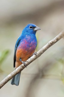 Rose-bellied Bunting (Passerina rositae) perched on a branch in Oaxaca, Mexico