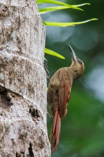 Northern Barred Woodcreeper (Dendrocolaptes sanctithomae) perched on a branch in Costa Rica