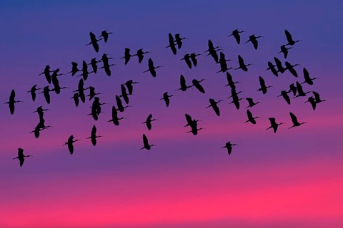 Sicklebird, Black Ibis, Plegadis falcinellus, Lesvos, Greece