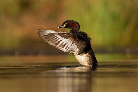 Australasian Grebe (Tachybaptus novaehollandiae), Victoria, Australia