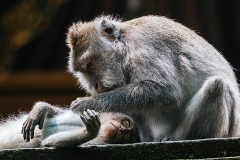 A peaceful scene of two monkeys displaying tenderness in Bali. One gently grooms the other,