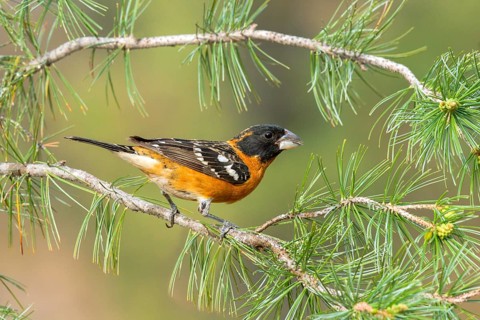 Black-headed Grosbeak Pheucticus melanocephalus Santa Rita Mountains, Santa Cruz County, ARIZONA,