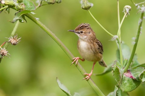 Zitting Cisticola - Zistensänger - Cisticola juncidis ssp. cisticola, Morocco
