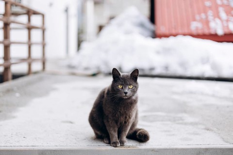 A dark domestic cat sits attentively on a concrete surface outside a house, with snowy surroundings