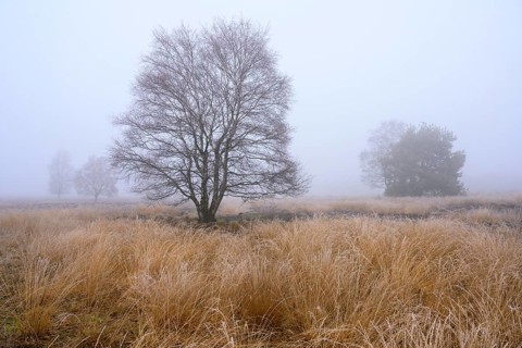 Birches in winter Rehdener Geestmoor in fog, Diepholzer Moorniederung, Rehden, Lower Saxony,
