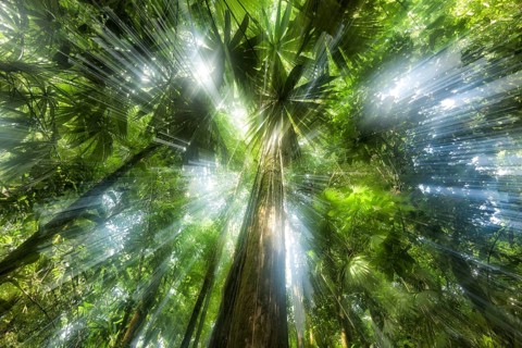 Rainforests are driven by the struggle for light. With such profuse growth, every plant is trying