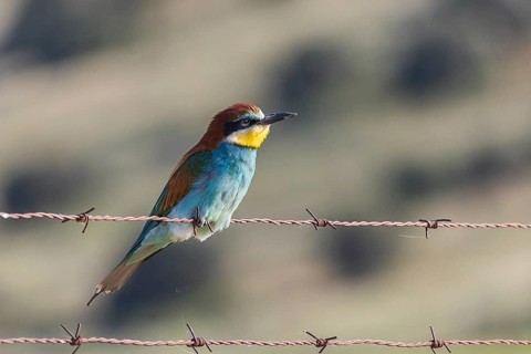 A vivid European bee-eater perches gracefully on rusty barbed wire, set against a softly blurred
