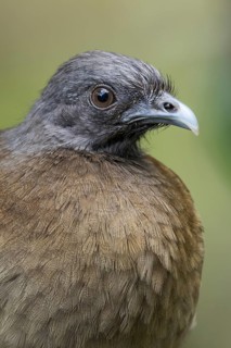 Grey-headed Chachalaca (Ortalis cinereiceps) perched on a branch in Panama