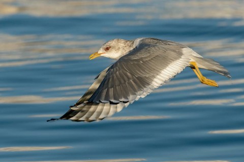 Mew Gull (Larus canus brachyrhynchus) flying, Alaska, USA