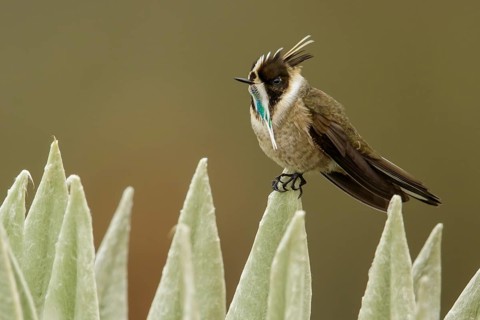 Green-bearded Helmetcrest (Oxypogon guerinii) perched on a branch in the Andes mountains in