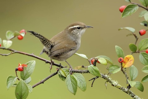 Bewick's Wren (Thryomanes bewickii), Canada