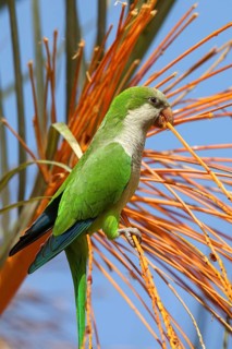 Monk parakeet (Myiopsitta monachus), Conure veuve, Cotorra argentina, Fuerteventura, Canary