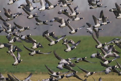 Barnacle Goose (Branta leucopsis), Netherlands