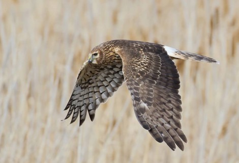 Northern Harrier (Circus hudsonius) female flying, Utah, USA