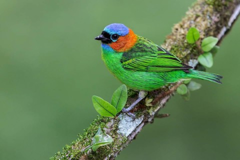 Red-necked Tanager (Tangara cyanocephala) perched on a branch in the Atlantic rainforest of